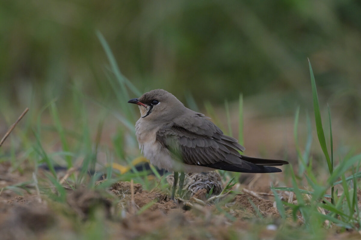 ツバメチドリ
西表島
住吉コンポスト