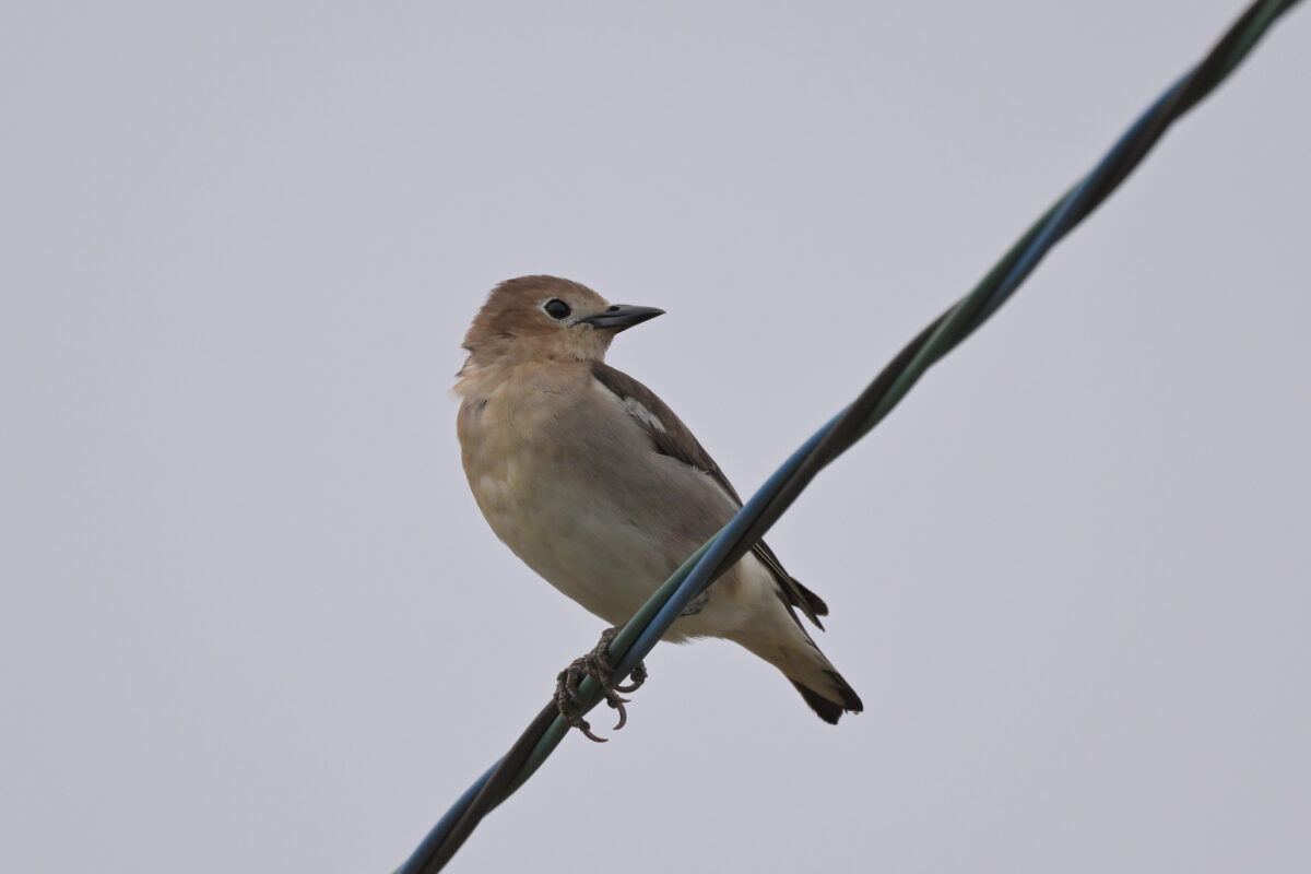 コムクドリ
コムクドリ♀
コムクドリ雌
西表島
住吉コンポスト