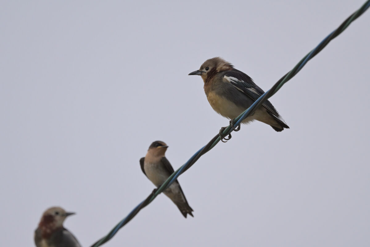 コムクドリ
コムクドリ♂
コムクドリ雄
西表島
住吉コンポスト