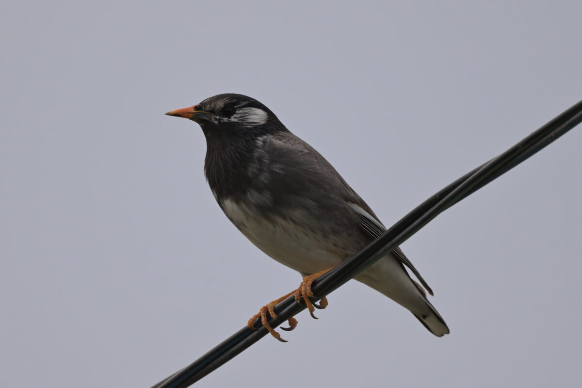 ムクドリ
西表島
住吉コンポスト