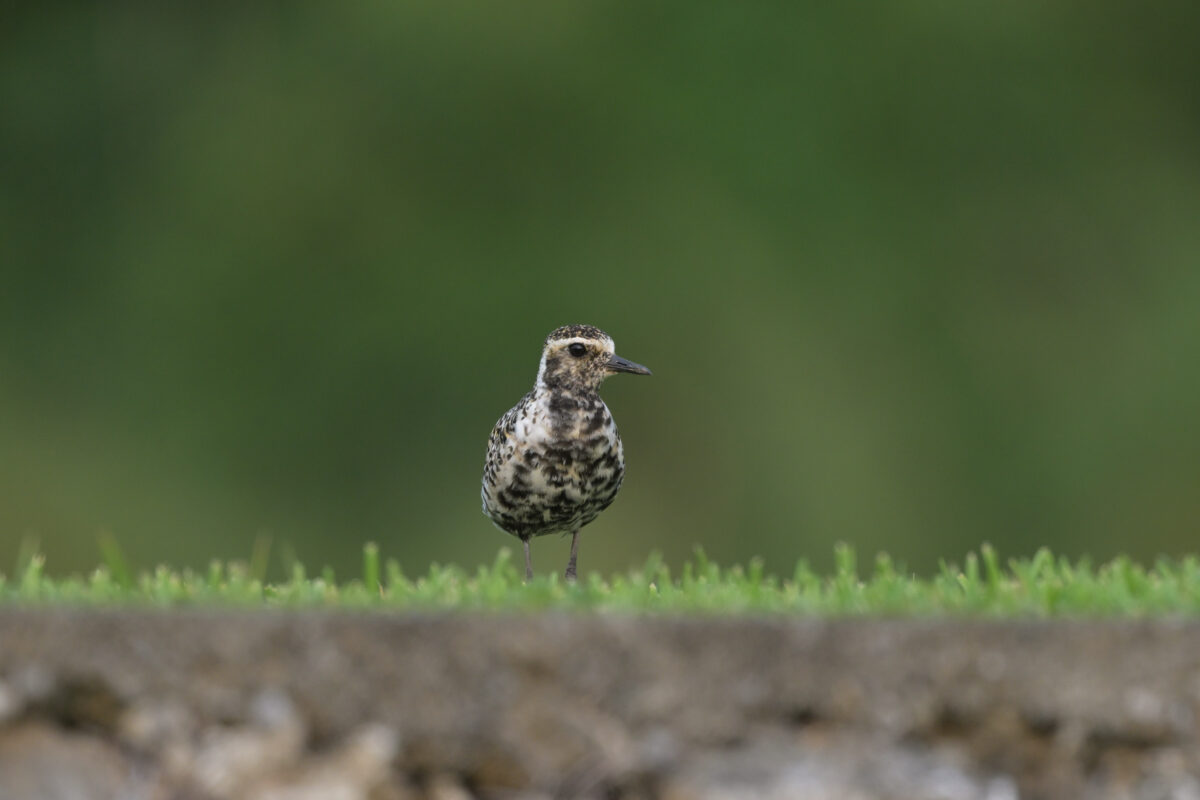 ムナグロ
西表島
うなりざき公園