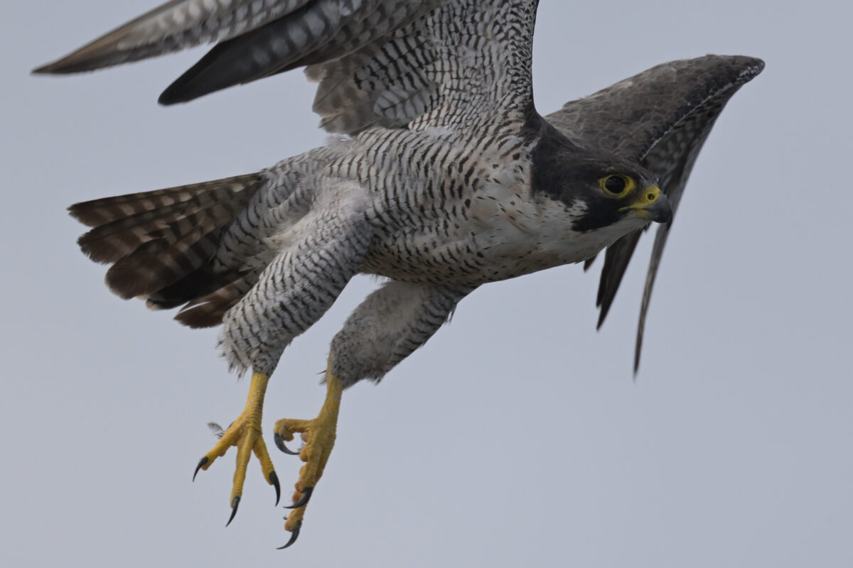 ハヤブサ
ハヤブサペア
西表島
鳩間島