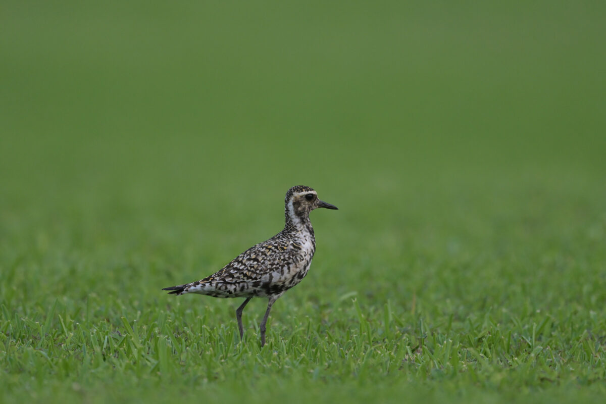 ムナグロ
西表島
うなりざき公園