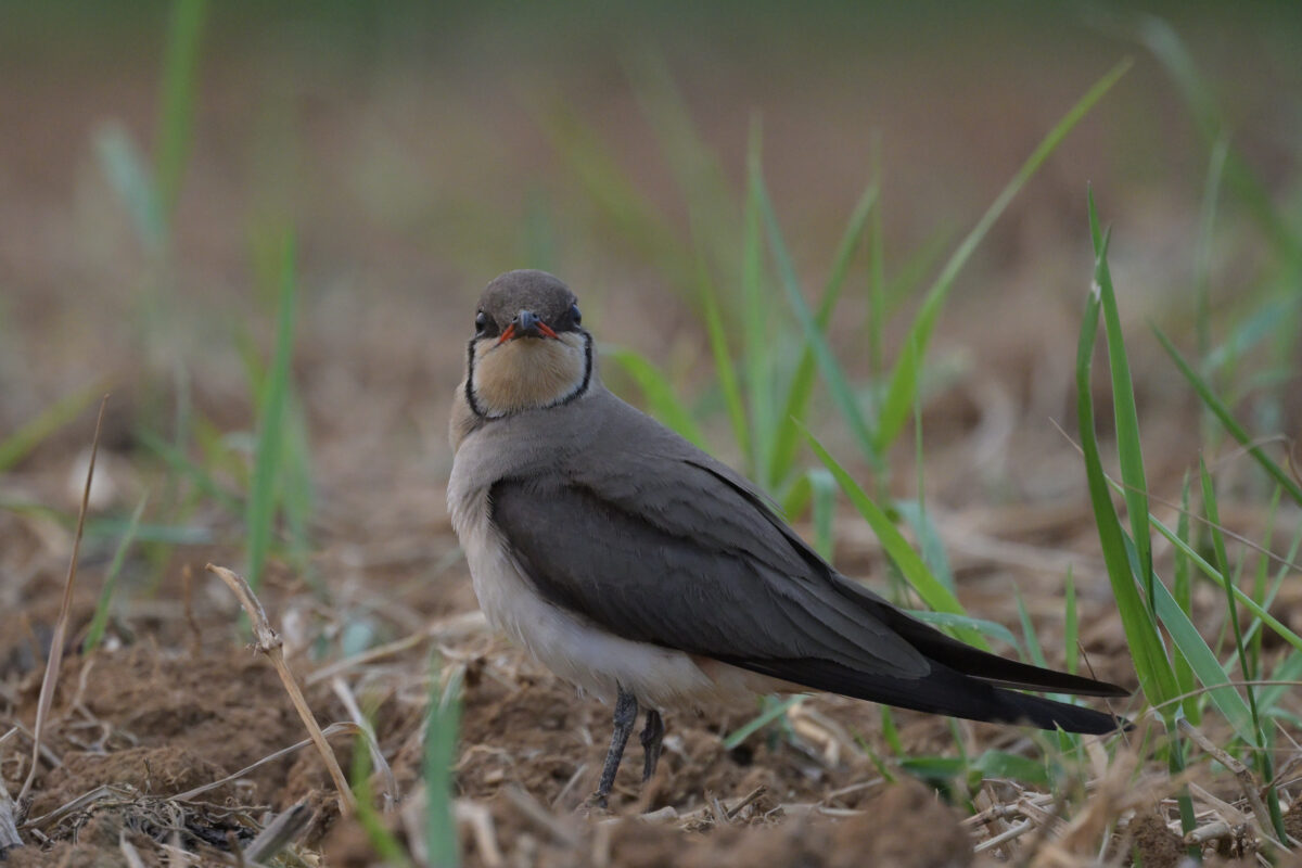 ツバメチドリ
西表島
住吉コンポスト