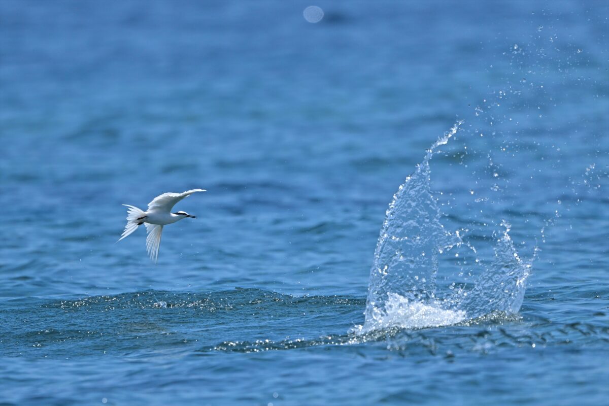 エリグロアジサシ
エリグロアジサシ捕食
エリグロアジサシ狩り
西表島