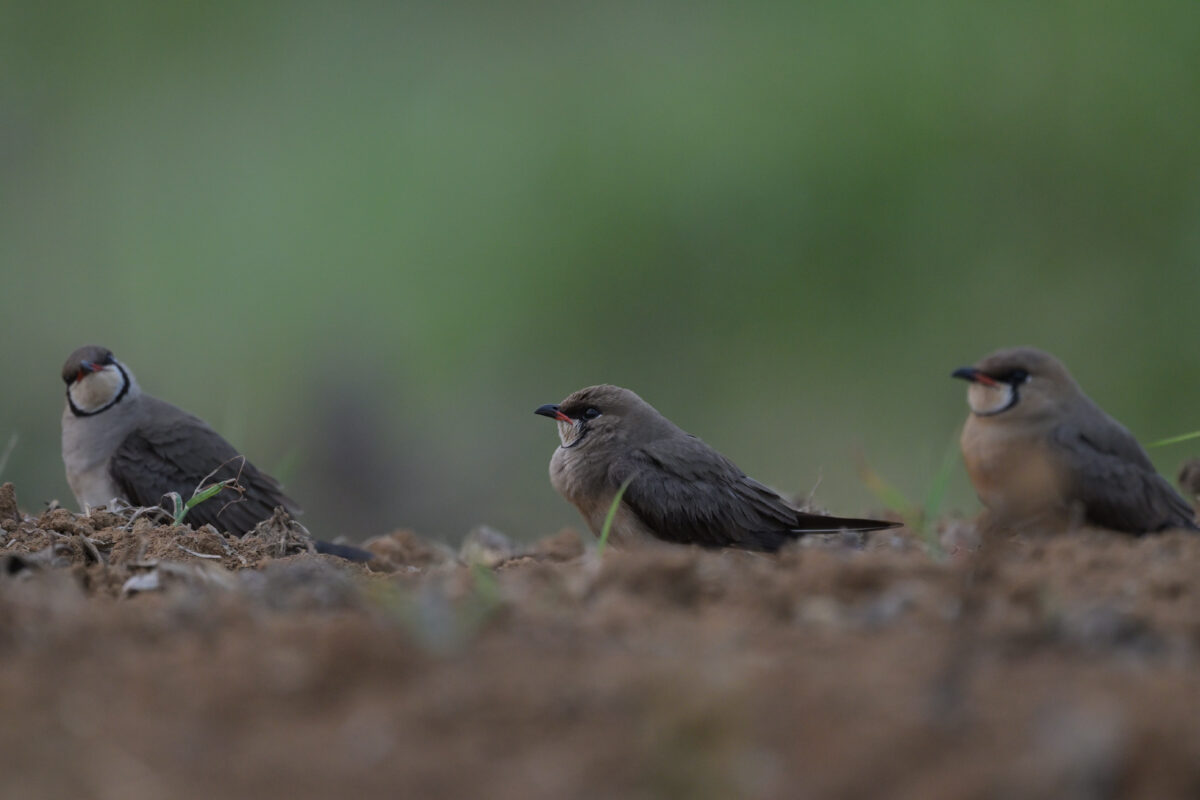 ツバメチドリ
西表島
住吉コンポスト