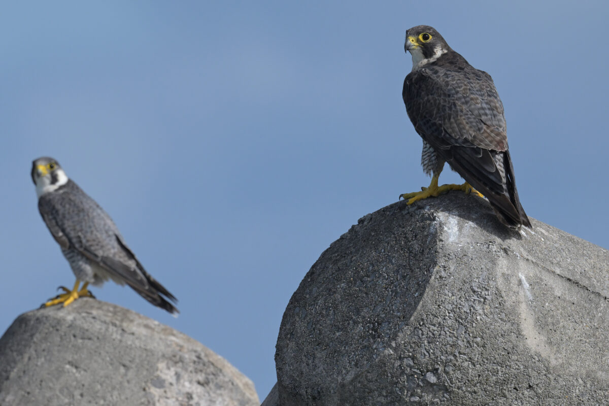 ハヤブサ
ハヤブサペア
西表島
鳩間島