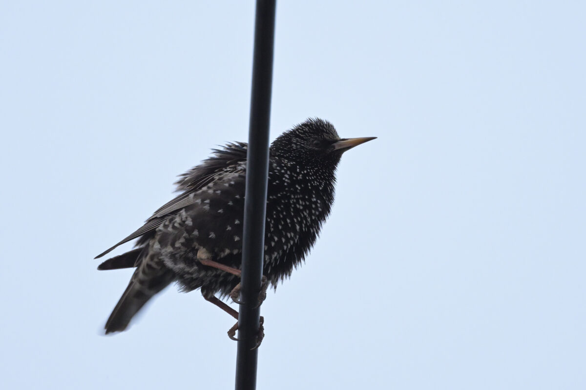 ホシムクドリ
西表島
自宅前