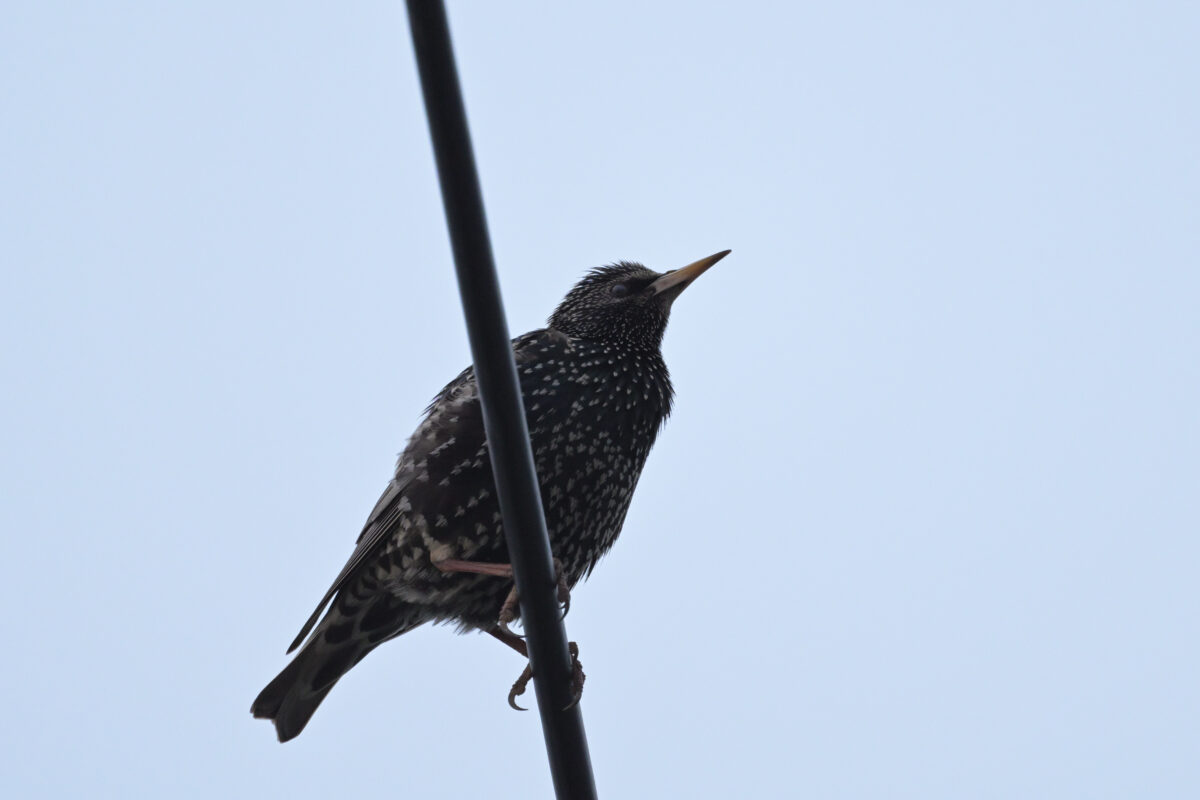 ホシムクドリ
西表島
自宅前