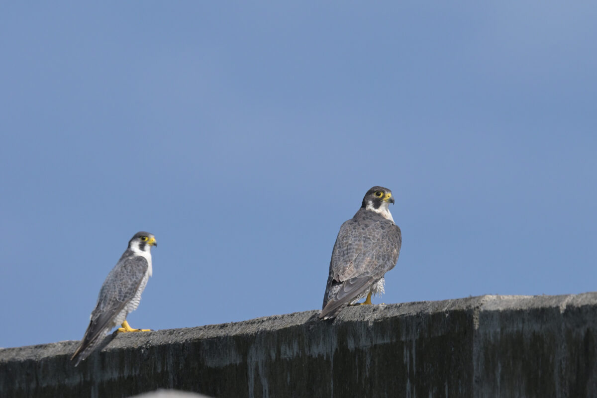 ハヤブサ
ハヤブサペア
西表島
鳩間島