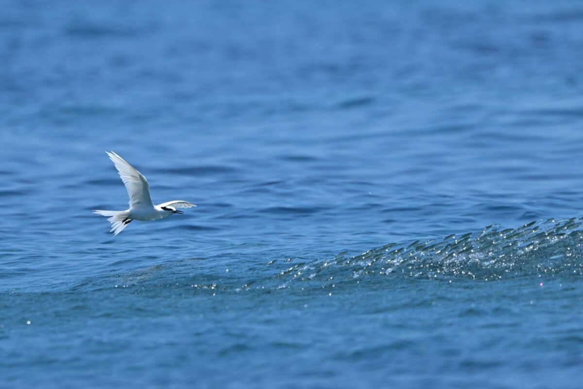 エリグロアジサシ
エリグロアジサシ捕食
エリグロアジサシ狩り
西表島