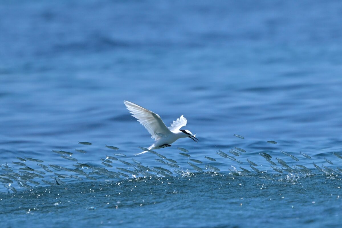 エリグロアジサシ
エリグロアジサシ捕食
エリグロアジサシ狩り
西表島