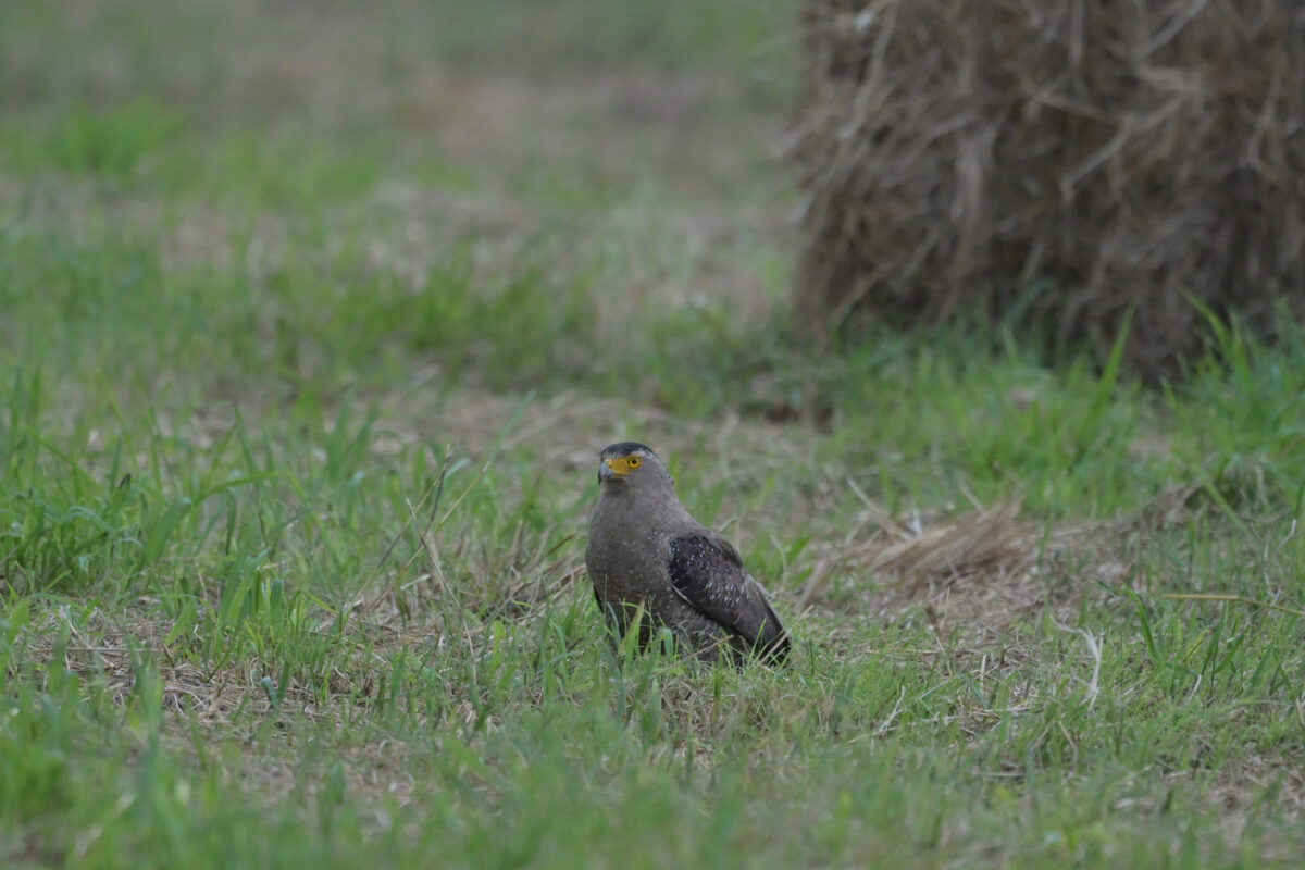 カンムリワシ
住吉牧場
西表島
