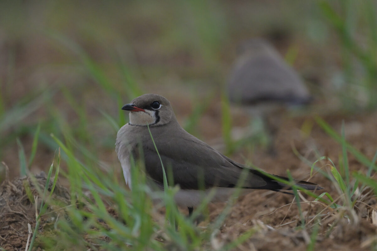 ツバメチドリ
西表島
住吉コンポスト