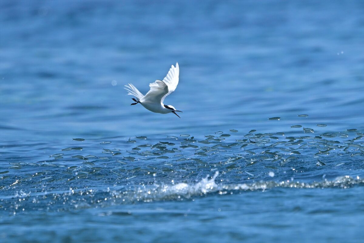 エリグロアジサシ
エリグロアジサシ捕食
エリグロアジサシ狩り
西表島
