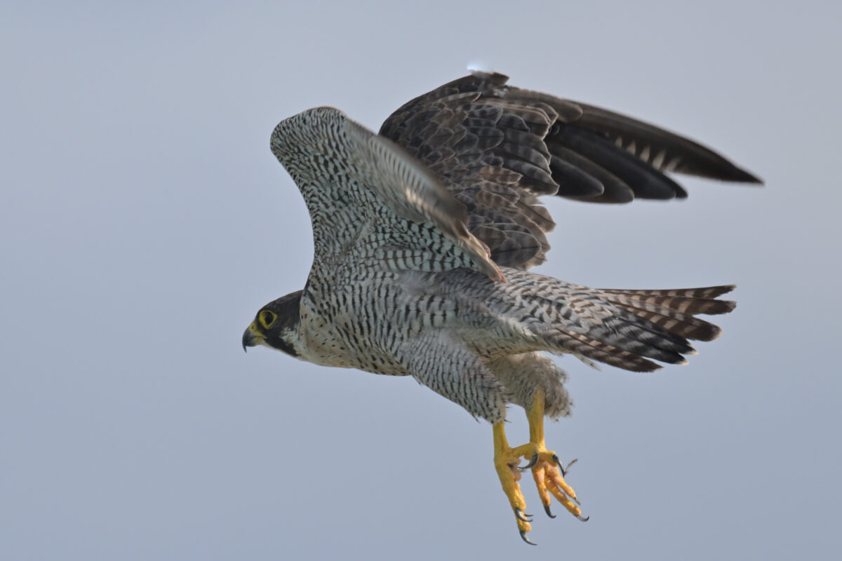 ハヤブサ
ハヤブサペア
西表島
鳩間島