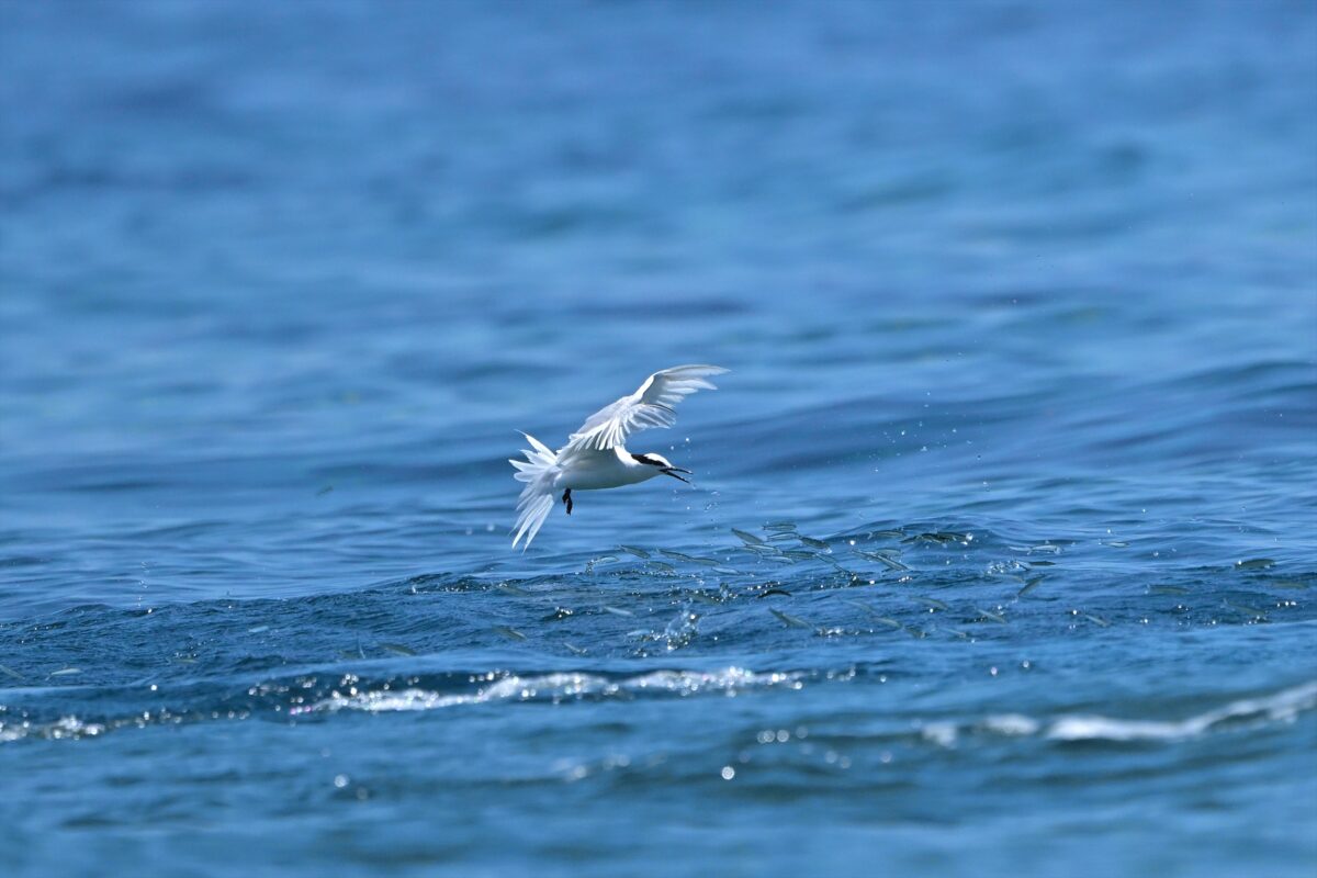 エリグロアジサシ
エリグロアジサシ捕食
エリグロアジサシ狩り
西表島