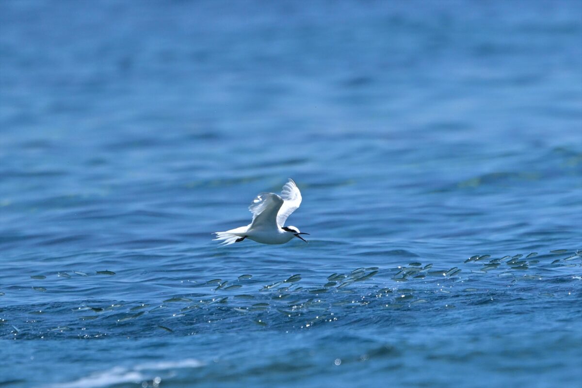 エリグロアジサシ
エリグロアジサシ捕食
エリグロアジサシ狩り
西表島