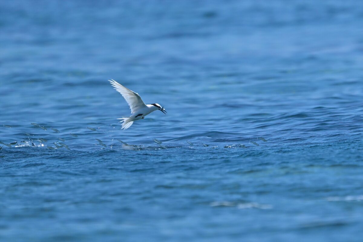 エリグロアジサシ
エリグロアジサシ捕食
エリグロアジサシ狩り
西表島