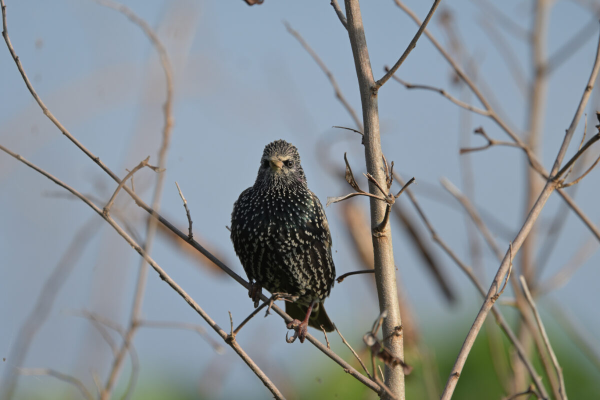 ホシムクドリ
住吉コンポスト
西表島

