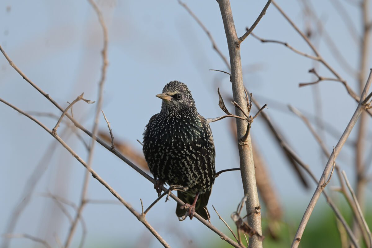 ホシムクドリ
住吉コンポスト
西表島