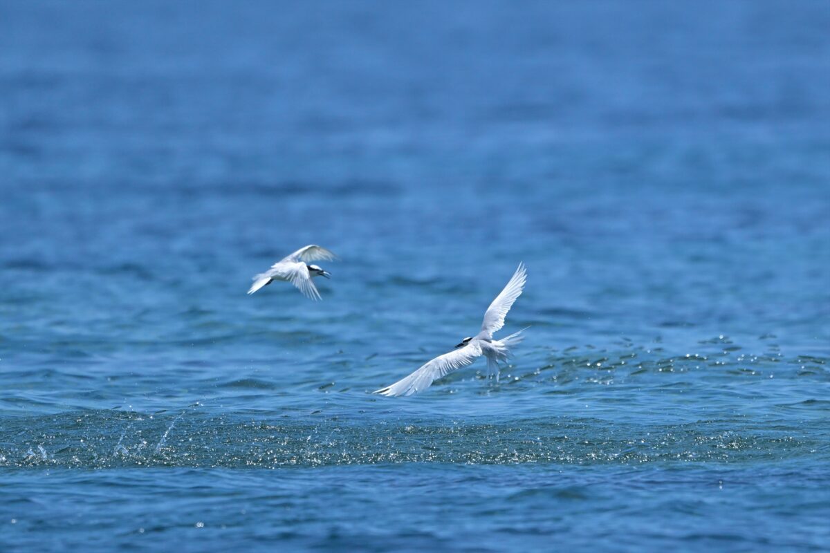 エリグロアジサシ
エリグロアジサシ捕食
エリグロアジサシ狩り
西表島