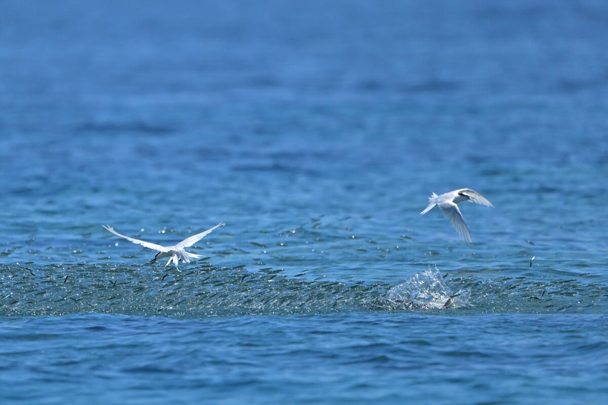 エリグロアジサシ
エリグロアジサシ捕食
エリグロアジサシ狩り
西表島