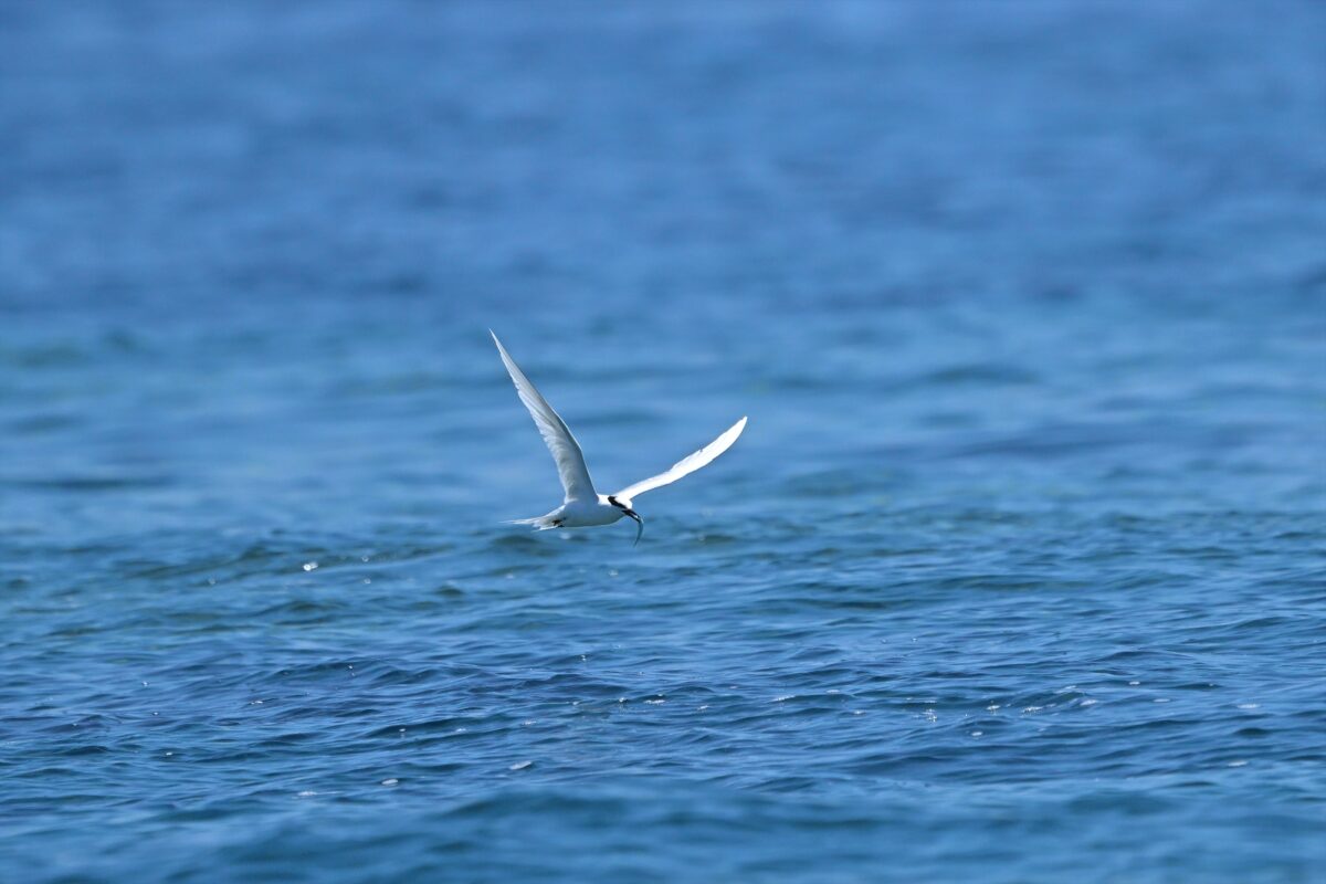 エリグロアジサシ
エリグロアジサシ捕食
エリグロアジサシ狩り
西表島