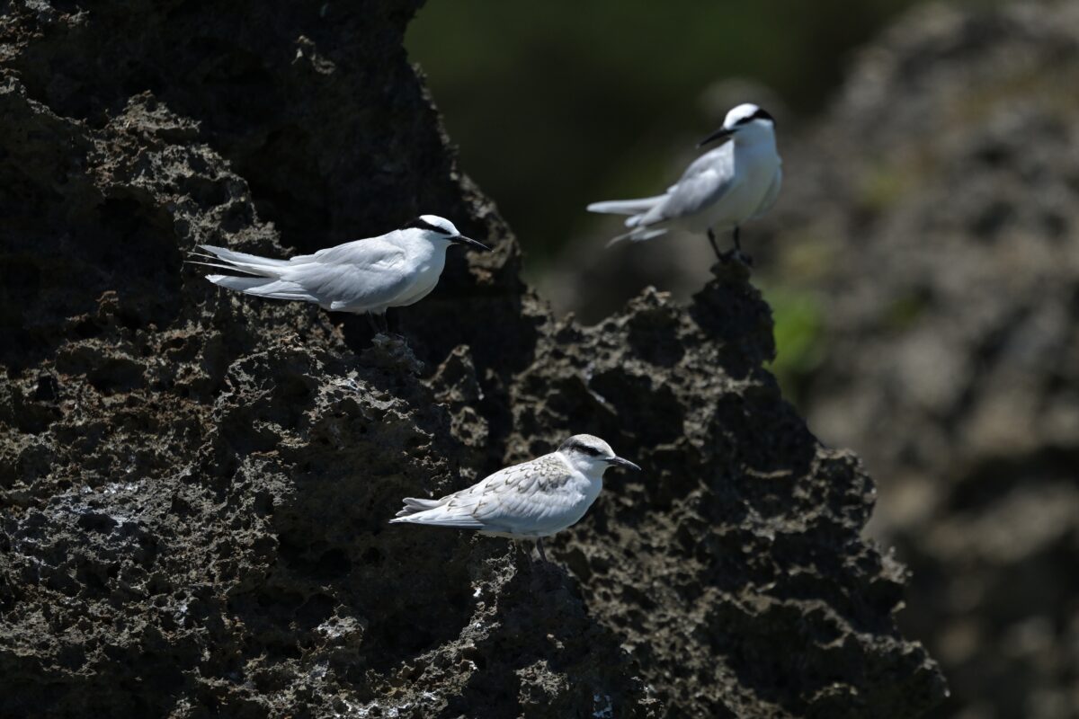 エリグロアジサシ
エリグロアジサシ幼鳥
西表島
中野ビーチ