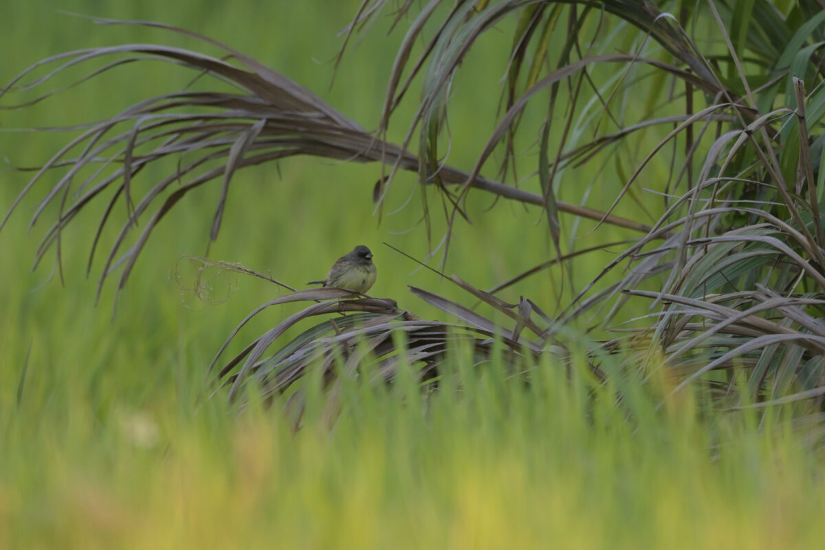 シベリアアオジ
シベリアアオジ♂
シベリアアオジ雄
西表島
住吉コンポスト
