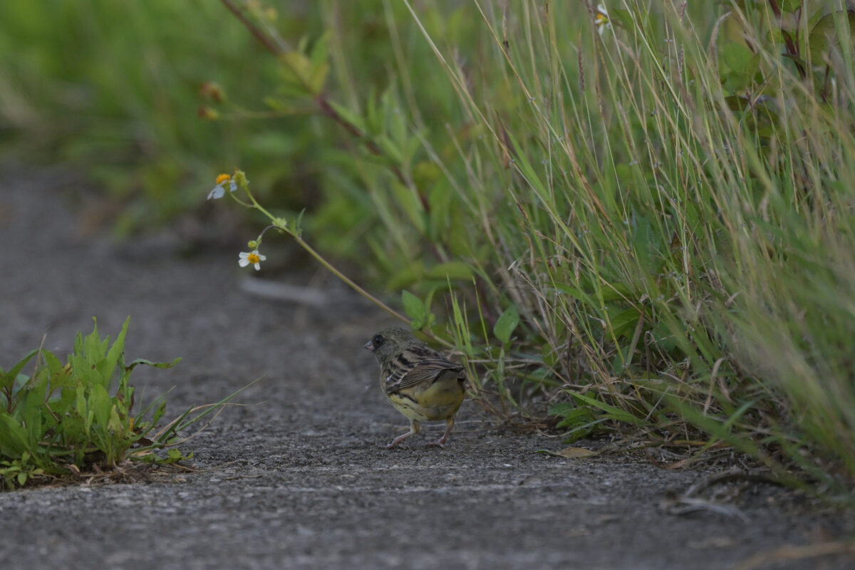 シベリアアオジ
シベリアアオジ♂
シベリアアオジ雄
西表島
住吉コンポスト
