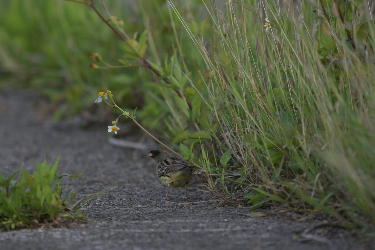 シベリアアオジ
シベリアアオジ♂
シベリアアオジ雄
西表島
住吉コンポスト
