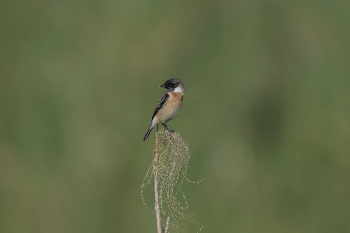 ノビタキ
ノビタキ♂
ノビタキ雄
西表島
住吉牧場