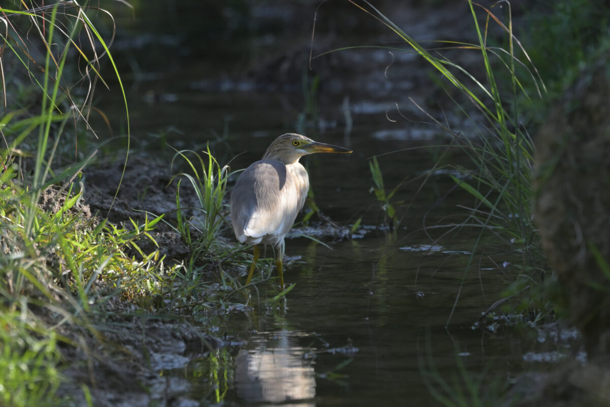 ジャワアカガシラサギ
西表島
フカンタ