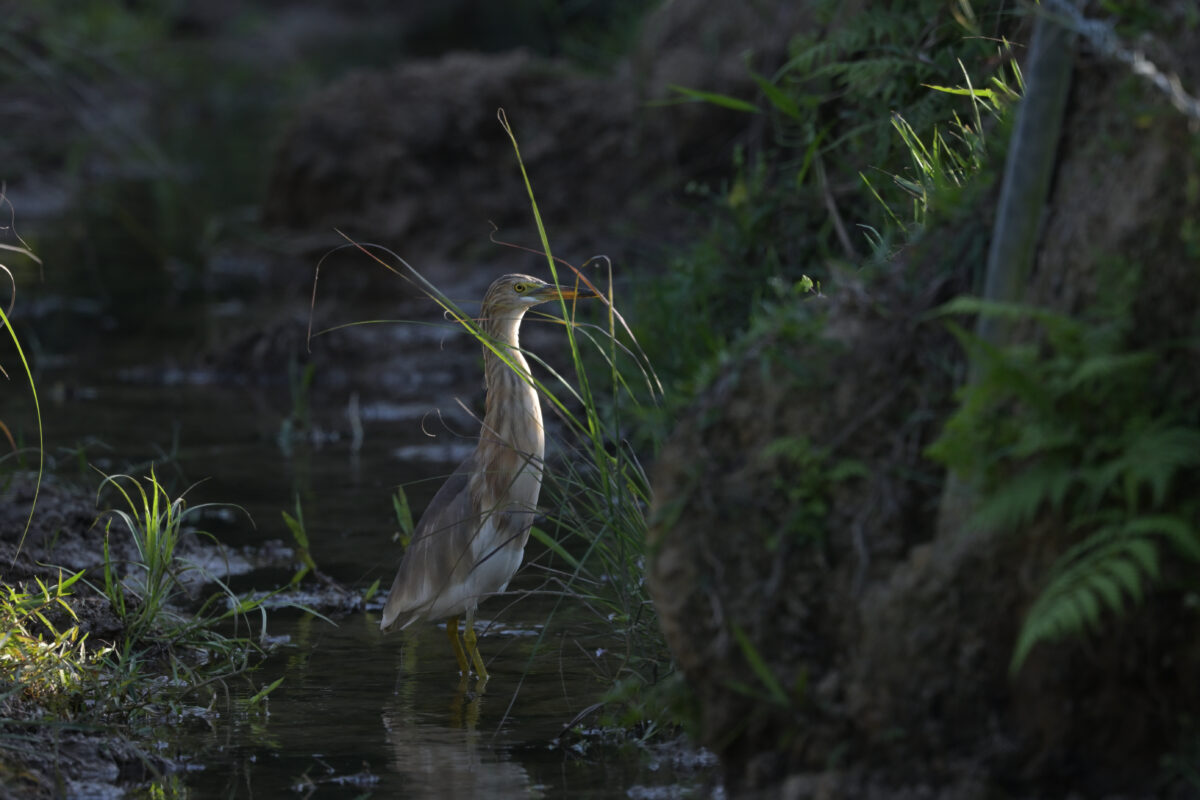 ジャワアカガシラサギ
西表島
フカンタ