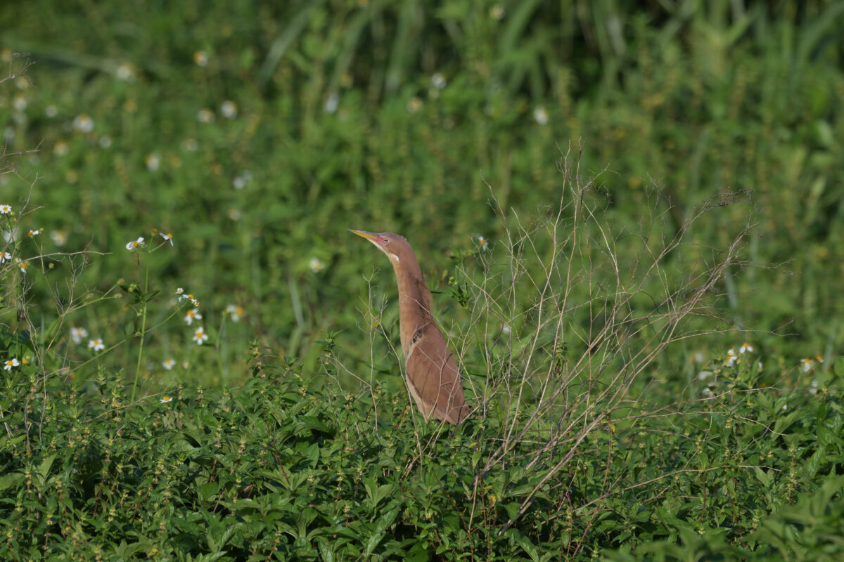 リュウキュウヨシゴイ
リュウキュウヨシゴイ雄
リュウキュウヨシゴイ♂
西表島
祖納郵便局前