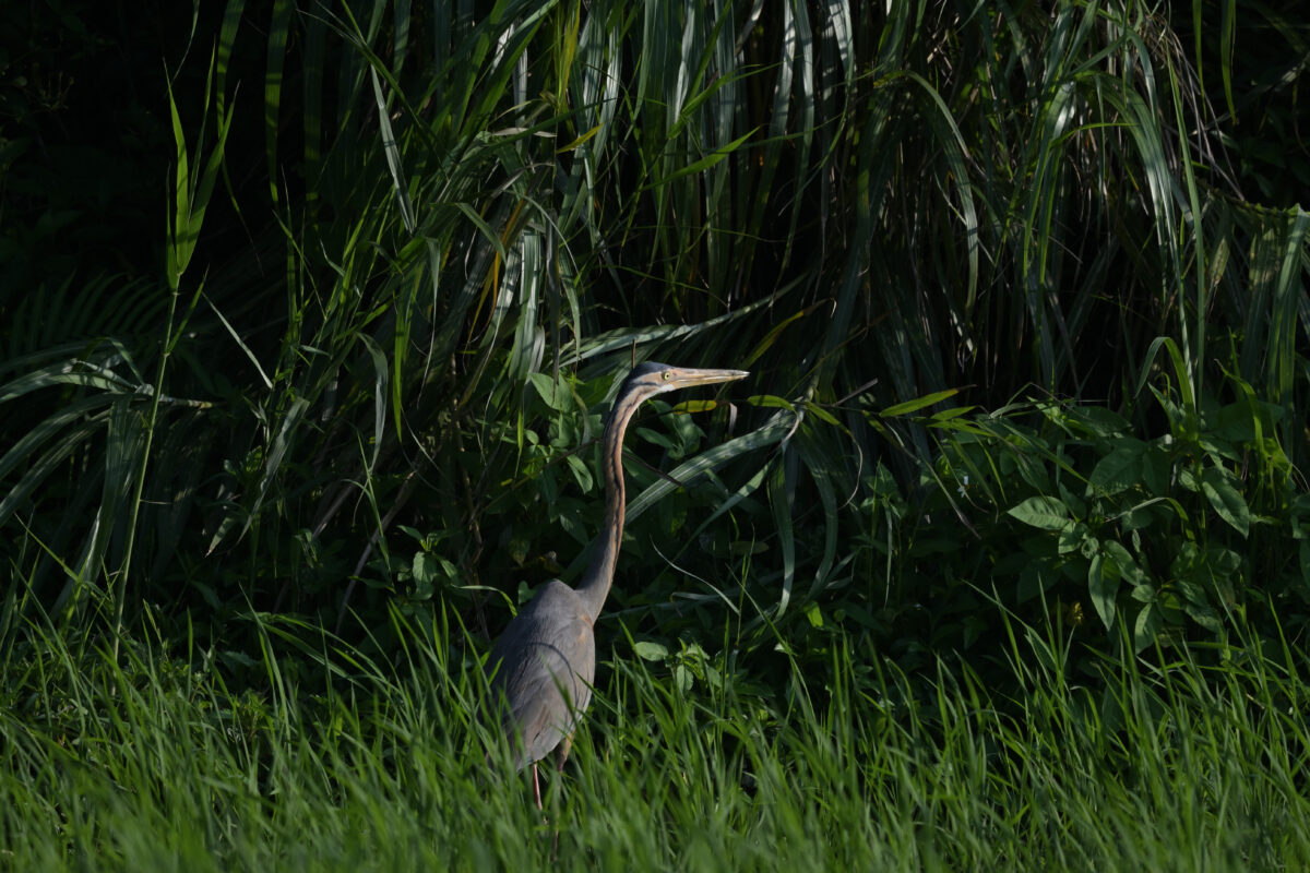 ムラサキサギ
西表島
ミダラの田んぼ