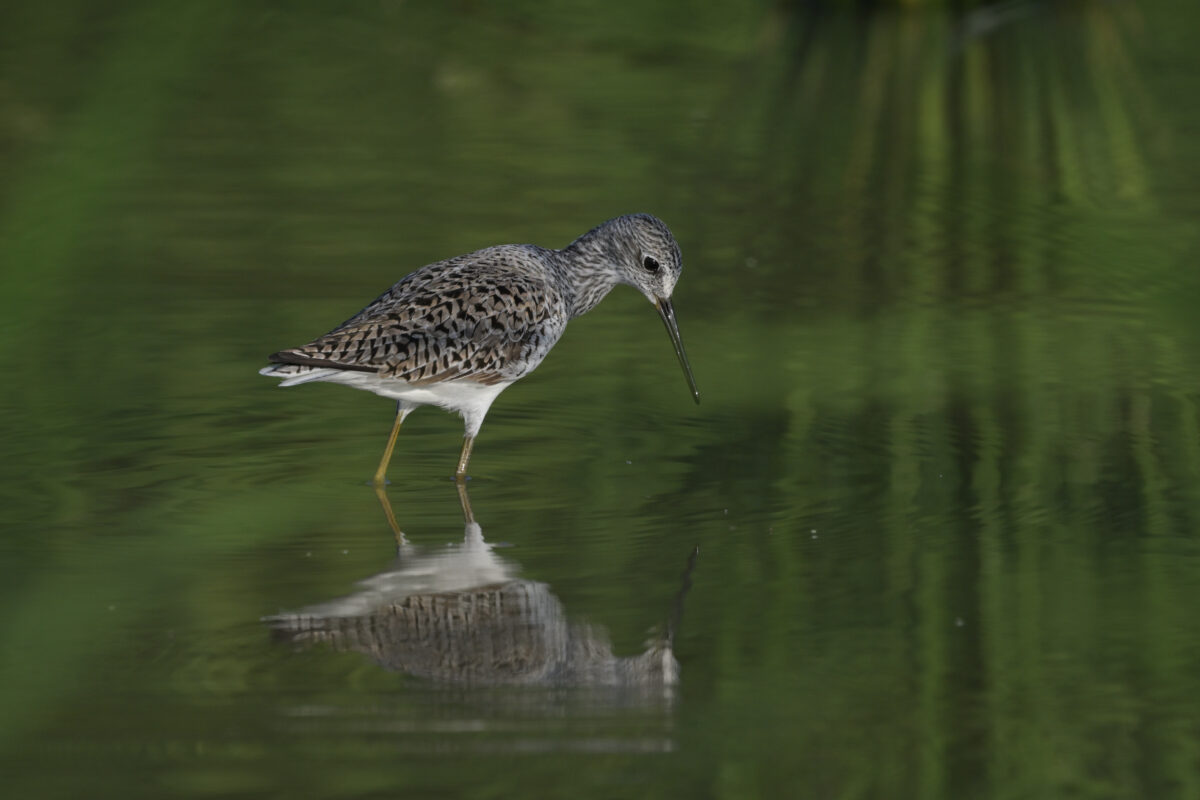 コアオアシシギ
西表島
ミダラの田んぼ