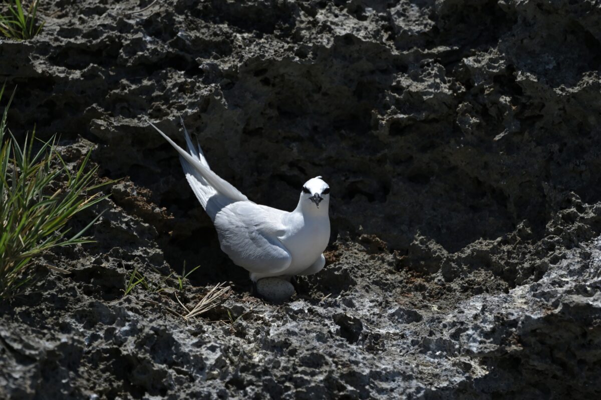 エリグロアジサシ
エリグロアジサシ抱卵
西表島
中野ビーチ