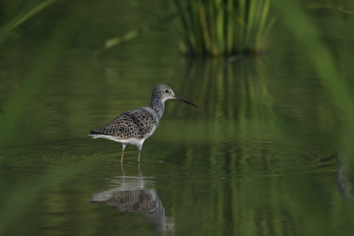 コアオアシシギ
西表島
ミダラの田んぼ