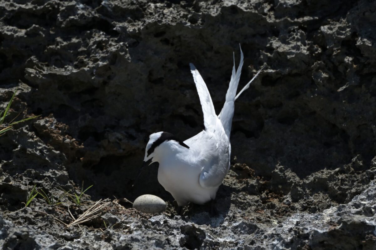 エリグロアジサシ
エリグロアジサシ抱卵
西表島
中野ビーチ