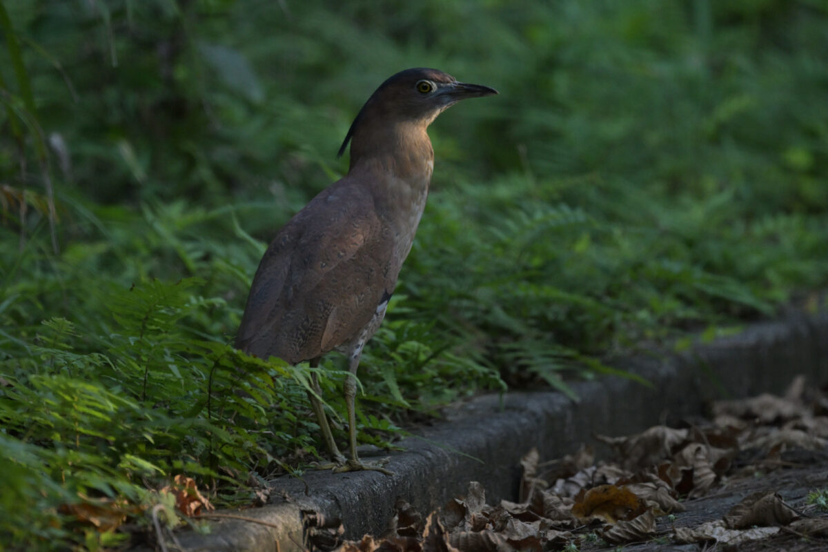 ズグロミゾゴイ
西表島
祖納岳