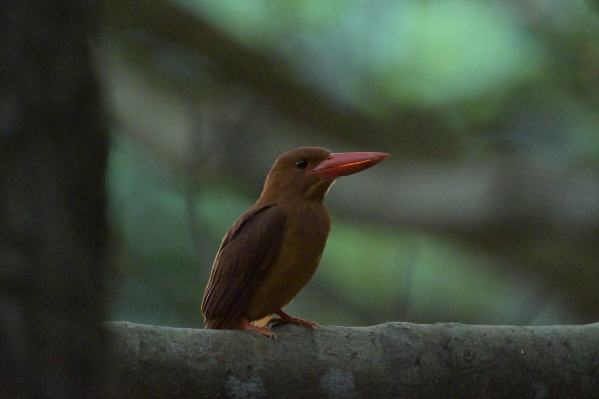 リュウキュウアカショウビン
西表島
祖納岳