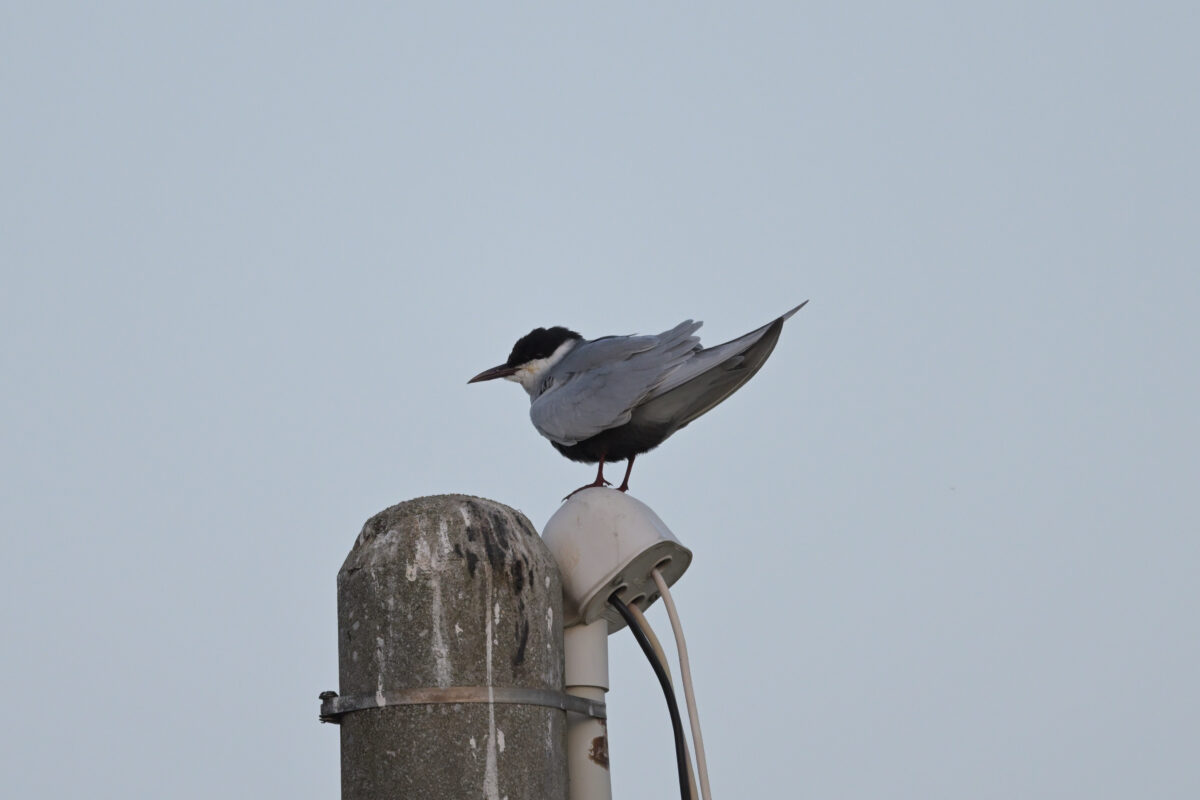クロハラアジサシ
クロハラアジサシ夏羽
西表島
住吉コンポスト