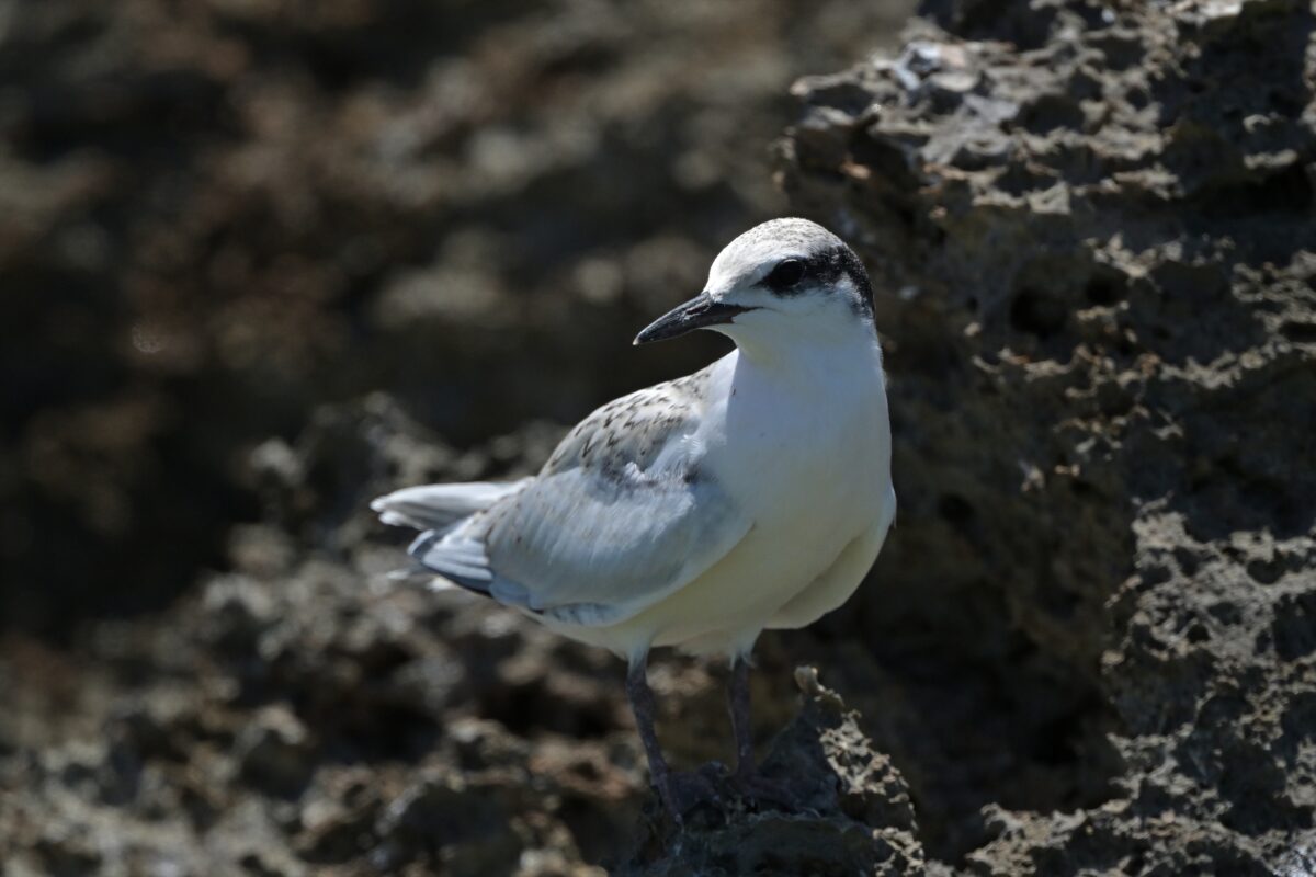 エリグロアジサシ
エリグロアジサシ幼鳥
西表島
中野ビーチ