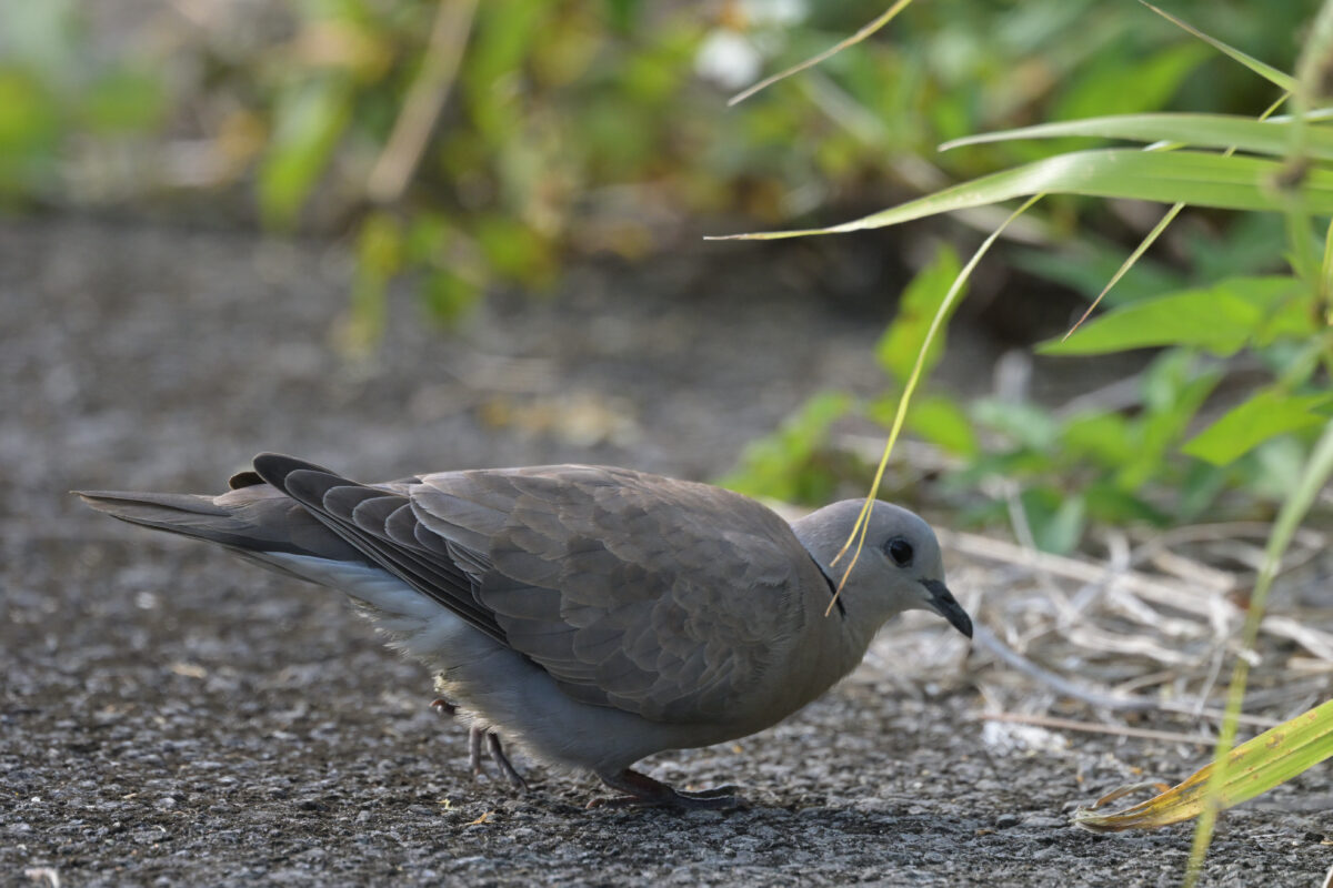 ベニバト
ベニバト♀
ベニバト雌
西表島
住吉コンポスト
