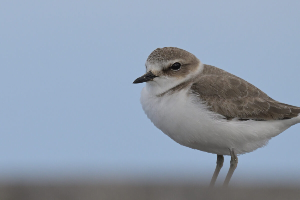 シロチドリ
西表島
鳩間島
船浦港