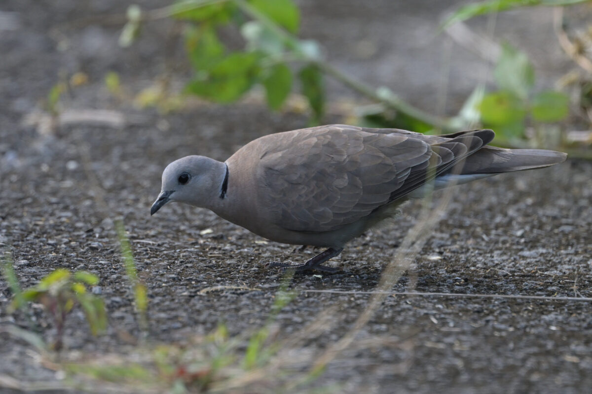 ベニバト
ベニバト♀
ベニバト雌
西表島
住吉コンポスト