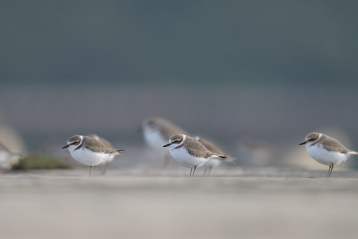 シロチドリ
西表島
鳩間島
船浦港
