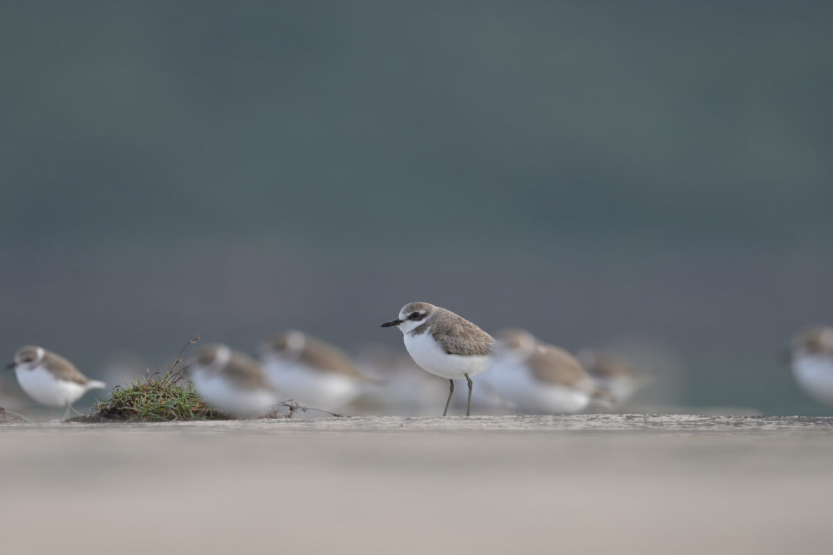 オオメダイチドリ
西表島
鳩間島
船浦港